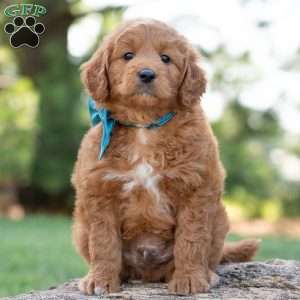 Dirk, Goldendoodle Puppy